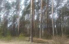 Baumbestand in Estland
