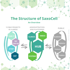 Struktur des Zukunftsclusters SaxoCell
