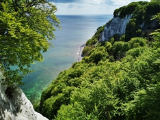 The picture shows a coastal forest in Mecklenburg-Western Pomerania. 